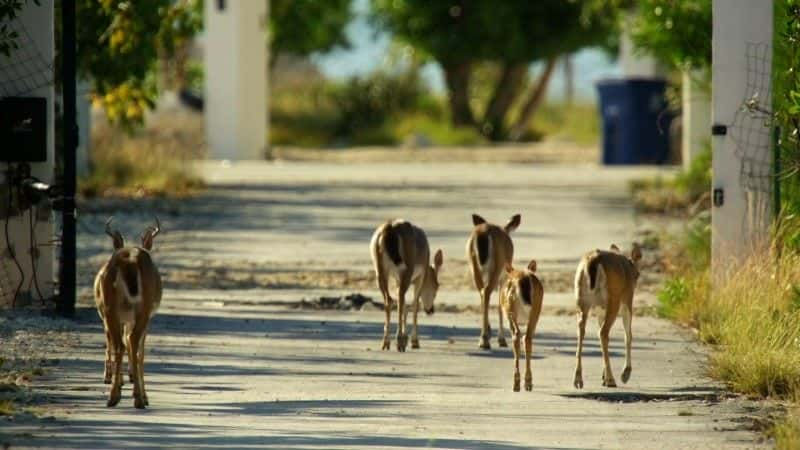 纪录片《佛罗里达州：美国的动物天堂 Florida: America's Animal Paradise》[无字] [BT][DVD画质]资源下载