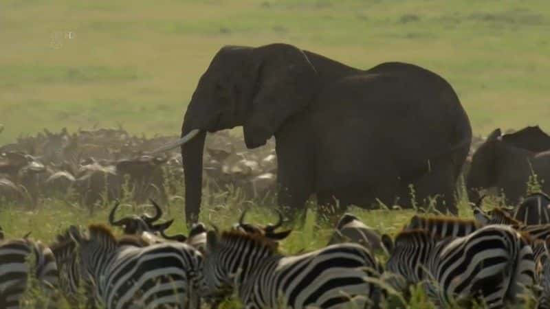 纪录片《非洲大迁徙 The Great African Migration》[无字] [BT][DVD画质]资源下载