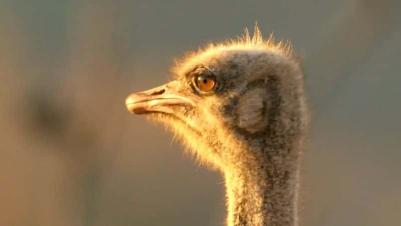 ¼Ƭ¹ľ Giraffes: Africa's Gentle Giantsȫ1-Ļ/Ļ