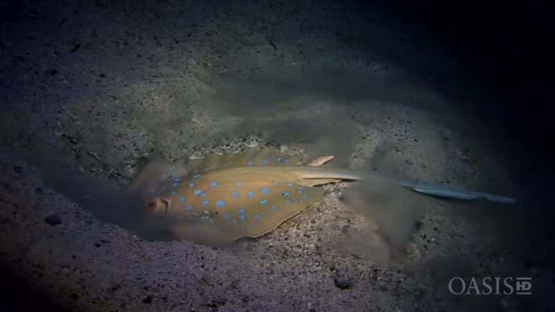 ¼Ƭĺ - ڹлظۿǱˮ Glowing Seas - Diving at Hatshepsut's HarbourĻ/Ļ