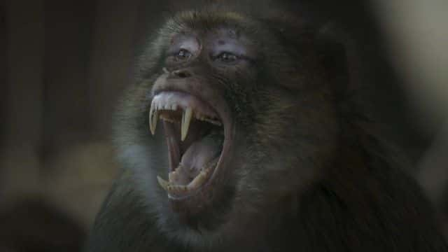 ¼ƬII⨺ Dynasties II Macaque1080Pȫ1-Ļ/Ļ