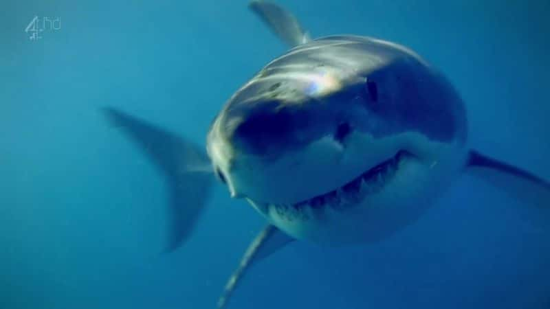 ¼Ƭ () Great White Shark (Ch4)ȫ1-Ļ/Ļ