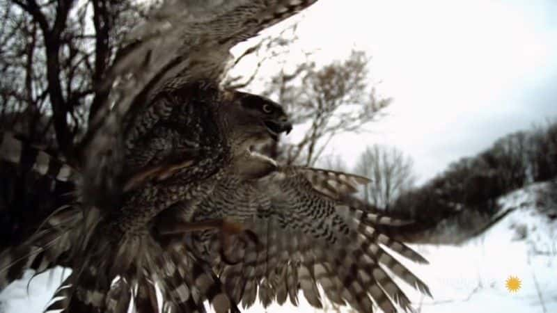 ¼Ƭӥ֮ Goshawk: Soul of the Wind1080Pȫ1-Ļ/Ļ