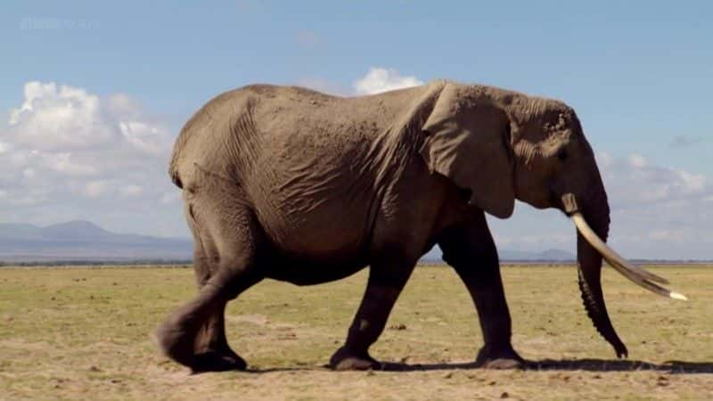 ¼ƬһͷĴ (BBC) Echo: An Unforgettable Elephant (BBC)ȫ1-Ļ/Ļ