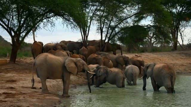 ¼Ƭ (BBC) Elephant Family and Me (BBC)1080Pȫ1-Ļ/Ļ