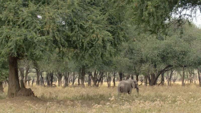 ¼ƬΰĹ԰ޱ Great Parks of Africa: The Lower Zambezi1080P-Ļ/Ļ