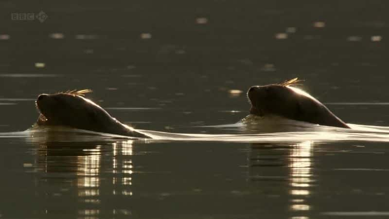 ¼Ƭѷˮ̡ Giant Otters of the Amazonȫ1-Ļ/Ļ