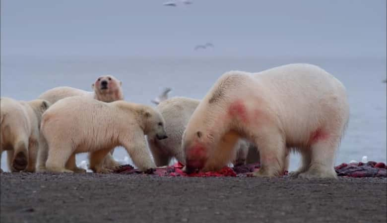 ¼Ƭΰıʢ The Great Polar Bear FeastĻ/Ļ