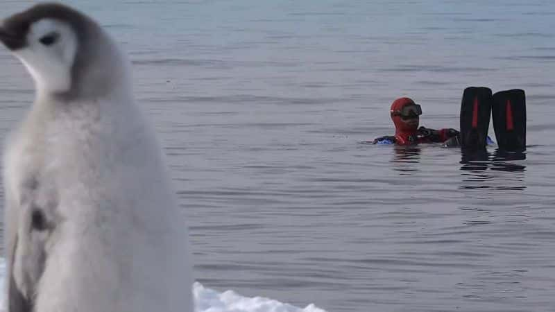 ¼Ƭϼ̽գϵ 1 Expedition Antarctica: Series 11080P-Ļ/Ļ