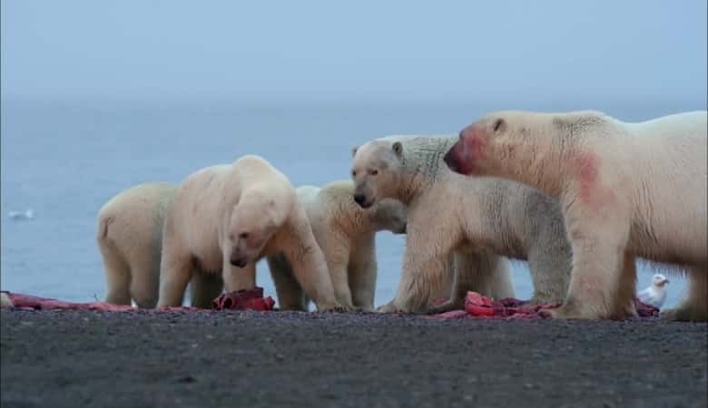 ¼Ƭΰıʢ The Great Polar Bear FeastĻ/Ļ