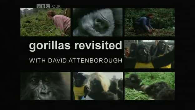 ¼Ƭ´ Gorillas RevisitedĻ/Ļ