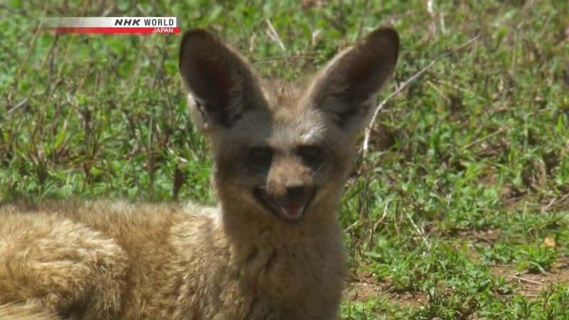 ¼ƬΣյĶ䣺 An Ear for Danger: Bat-Eared Foxȫ1-Ļ/Ļ