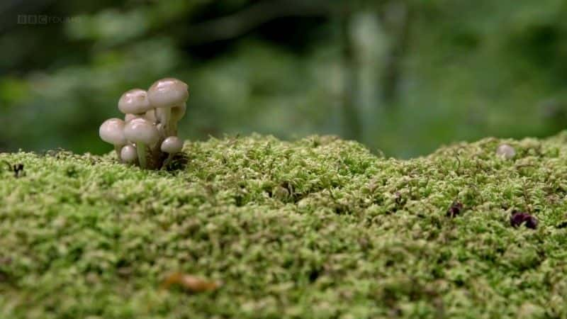 ¼ƬҰգȻ Forest Field and Sky: Art out of Nature1080Pȫ1-Ļ/Ļ