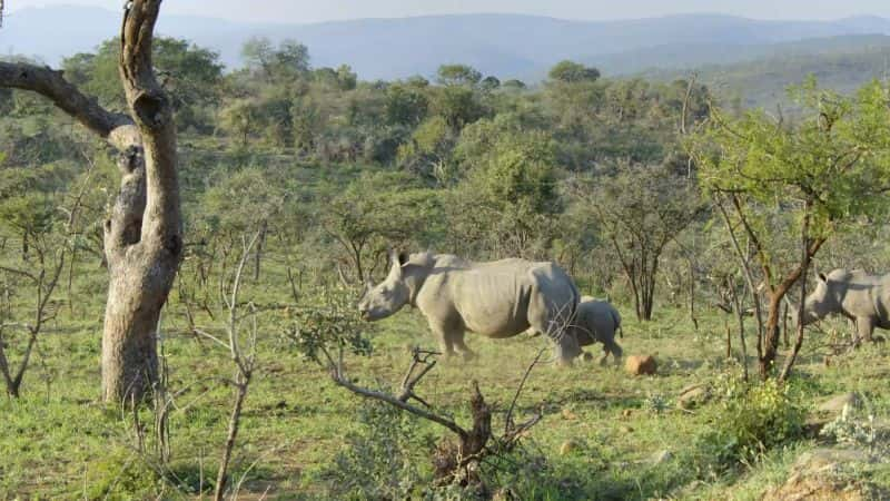 ¼ƬΰĹ԰Hluhluwe-iMfolozi Great Parks of Africa: Hluhluwe-iMfolozi1080P-Ļ/Ļ