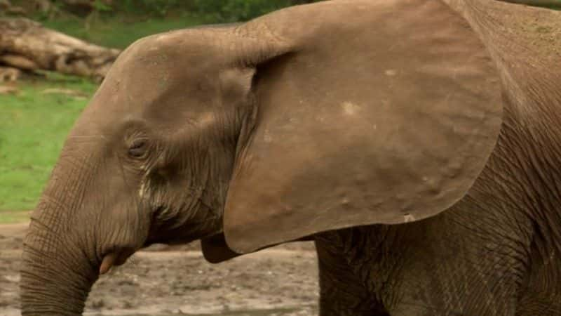 ¼Ƭɭִ󣺴е¡¡BBC Forest Elephants: Rumbles in the Jungle (BBC)1080Pȫ1-Ļ/Ļ