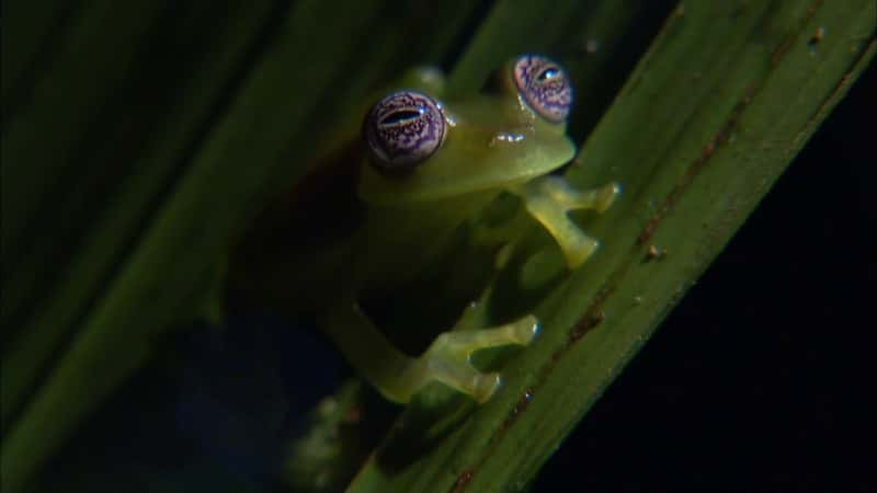 ¼Ƭܣϸϸ (HD) Frogs: The Thin Green Line (HD)Ļ/Ļ