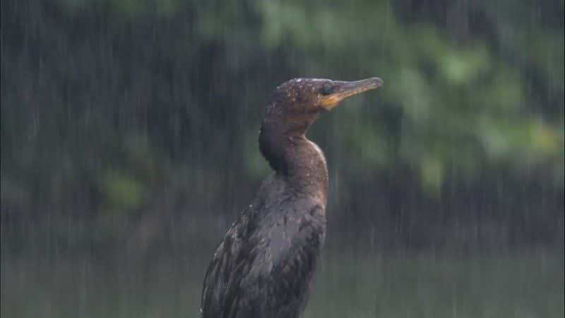 ¼Ƭѷˮ̡ (BBC) Giant Otters of the Amazon (BBC)1080Pȫ1-Ļ/Ļ