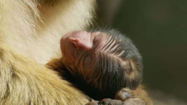 ¼ƬII⨺ Dynasties II Macaque1080Pȫ1-Ļ/Ļ