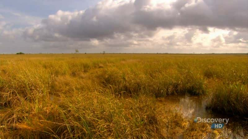 ¼ƬصĲݺ Everglades River of GrassĻ/Ļ