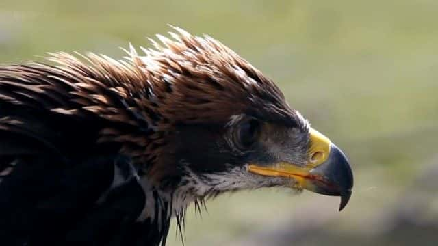 纪录片《鹰猎手 The Eagle Huntress》[无字][BT][720P][1080P]双画质资源下载