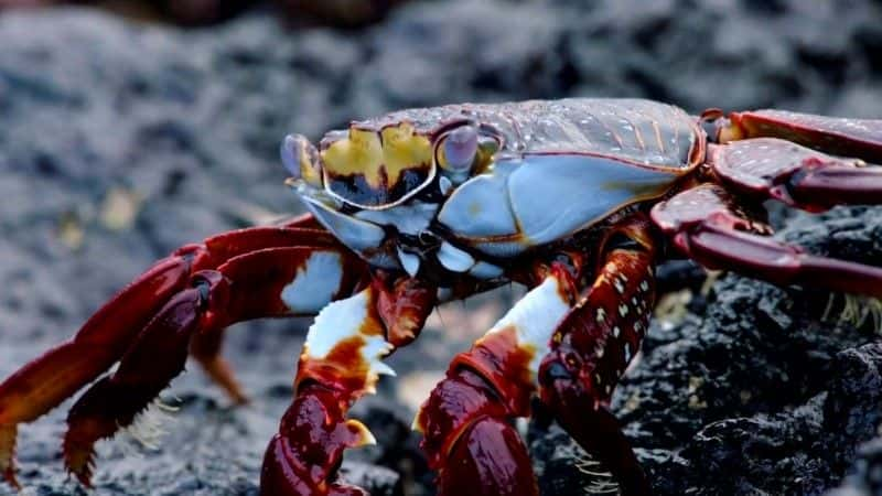 ¼Ƭ˹ȡ Galapagos With Liz Bonninȫ3-Ļ/Ļ