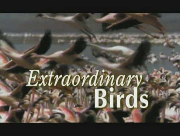 ¼ƬǷ Extraordinary Birdsȫ1-Ļ/Ļ