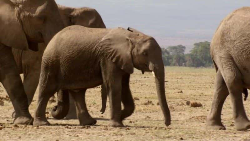 ¼ƬһͷĴ (BBC) Echo: An Unforgettable Elephant (BBC)ȫ1-Ļ/Ļ