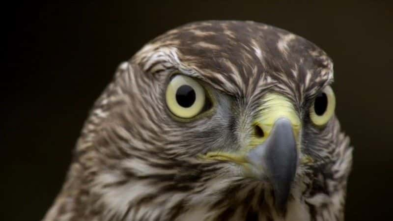 ¼ƬHӥƪ H is for Hawk: A New Chapterȫ1-Ļ/Ļ