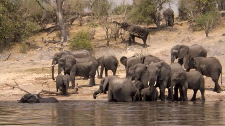 ¼Ƭ޹֯BBC Elephants Without Borders (BBC)1080Pȫ1-Ļ/Ļ