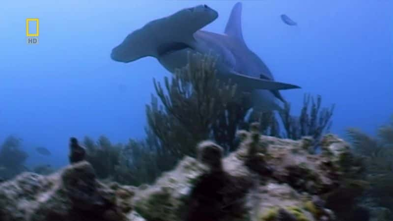 ¼Ƭͷ· Hammerhead HighwayĻ/Ļ