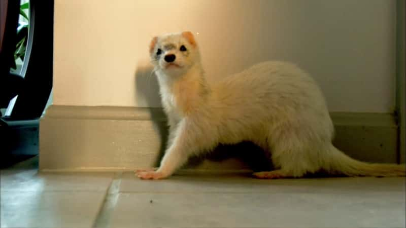 ¼Ƭѩ׷׿Խ Ferrets: The Pursuit of ExcellenceĻ/Ļ