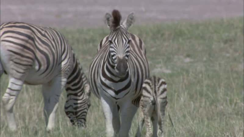 ¼Ƭ Great Zebra ExodusĻ/Ļ