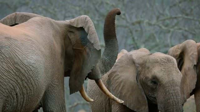 ¼Ƭ (BBC) Elephant Family and Me (BBC)1080Pȫ1-Ļ/Ļ