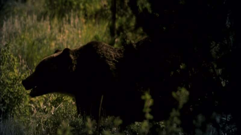 ¼Ƭ԰Ļ֮ҹ Glacier Park's Night of the GrizzliesĻ/Ļ