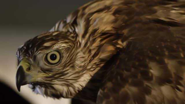 ¼ƬH ӥ (BBC) H is for Hawk (BBC)1080P-Ļ/Ļ