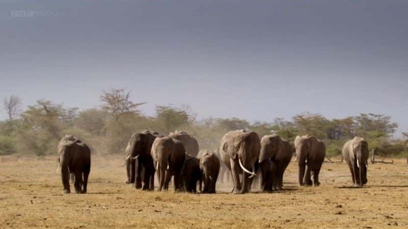 ¼ƬһͷĴ (BBC) Echo: An Unforgettable Elephant (BBC)ȫ1-Ļ/Ļ