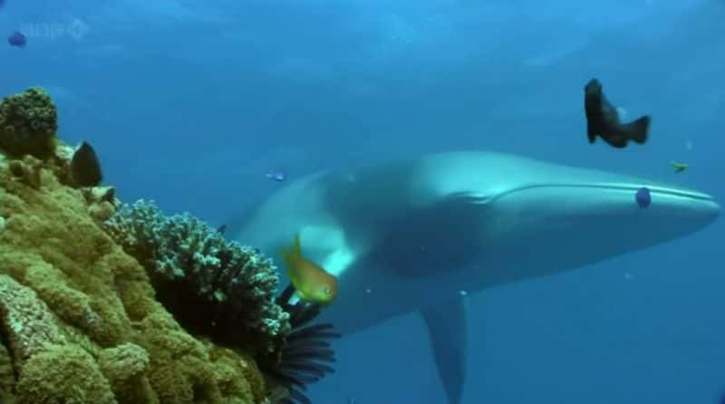 纪录片《大堡礁Great Barrier Reef (BBC)》[无字][BT][1080P]资源下载