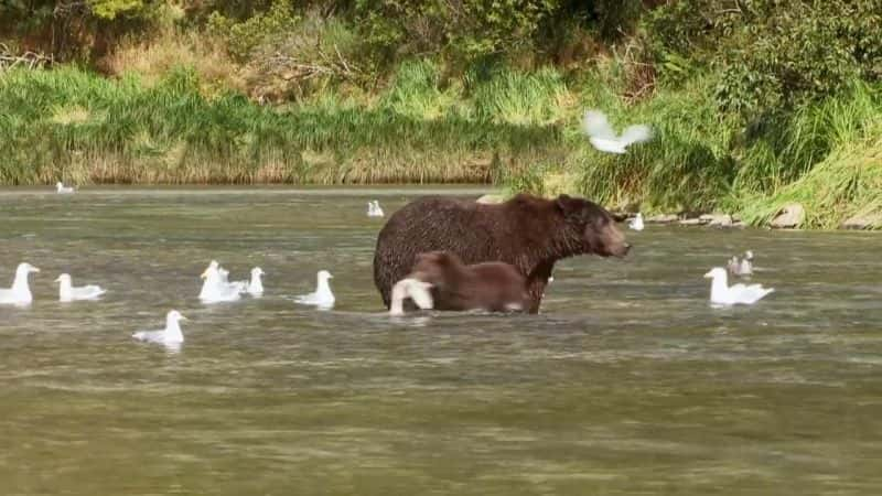 纪录片《大熊监视 Great Bear Stakeout》[无字][BT][1080P]资源下载