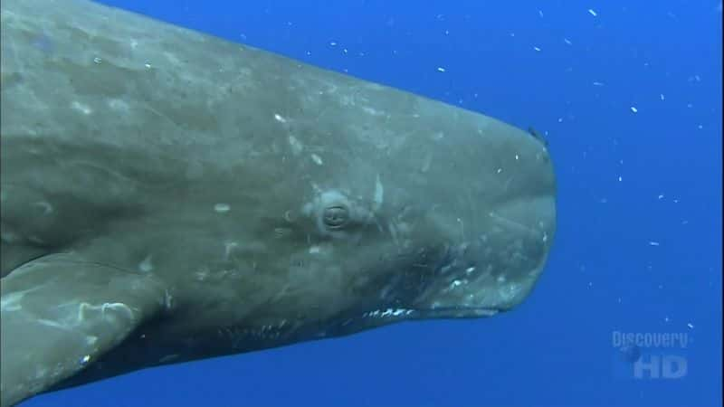 ¼Ƭ׽ Giant Squid: Caught on CameraĻ/Ļ