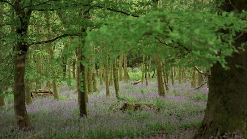 纪录片《伟大的英国花园观察 The Great British Garden Watch》[无字][BT][720P]资源下载