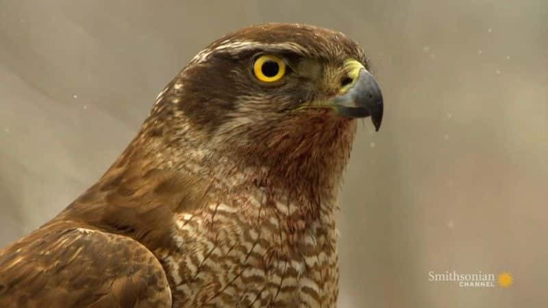 ¼Ƭӥ֮ Goshawk: Soul of the Wind1080Pȫ1-Ļ/Ļ