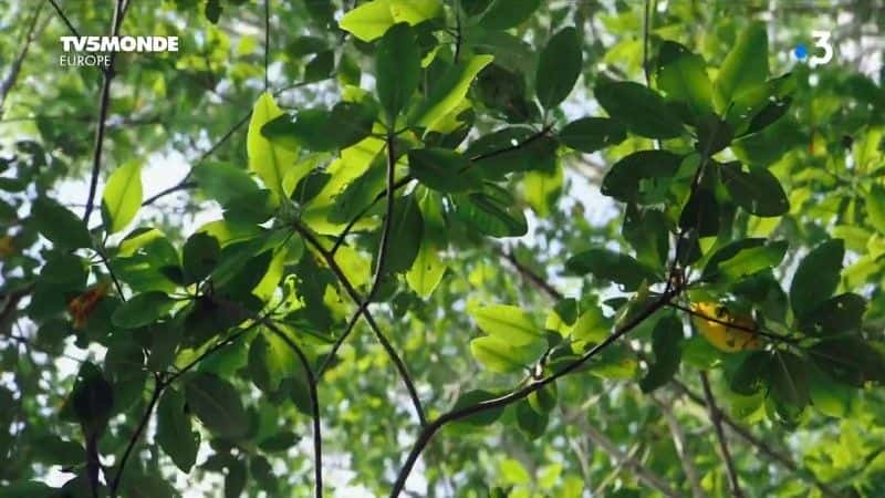 ¼Ƭϵյ˵˹Ⱥ Guadeloupe et Martinique, les soeurs des Antillesȫ1-Ļ/Ļ