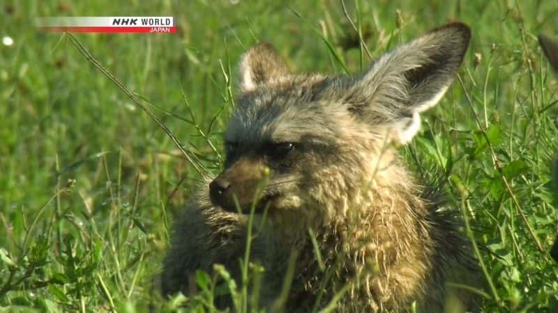 ¼ƬΣյĶ䣺 An Ear for Danger: Bat-Eared Foxȫ1-Ļ/Ļ