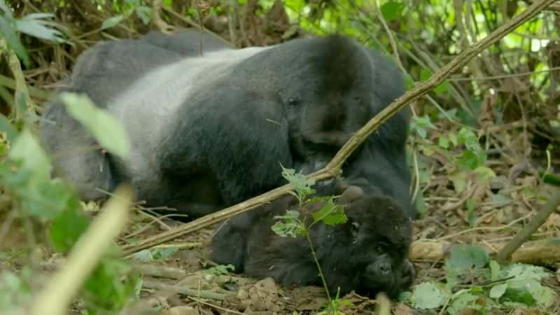 ¼Ƭɼ Gorilla Family and MeĻ/Ļ