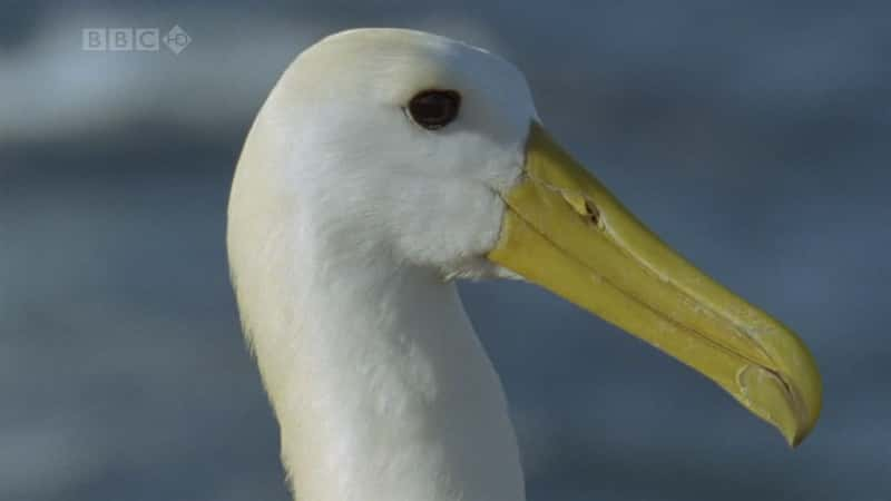 ¼Ƭ˹ȺӢ㲥˾ Galapagos (BBC)ȫ3-Ļ/Ļ