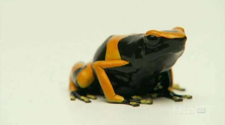 ¼Ƭܣϸ Frogs: The Thin Green Lineȫ1-Ļ/Ļ