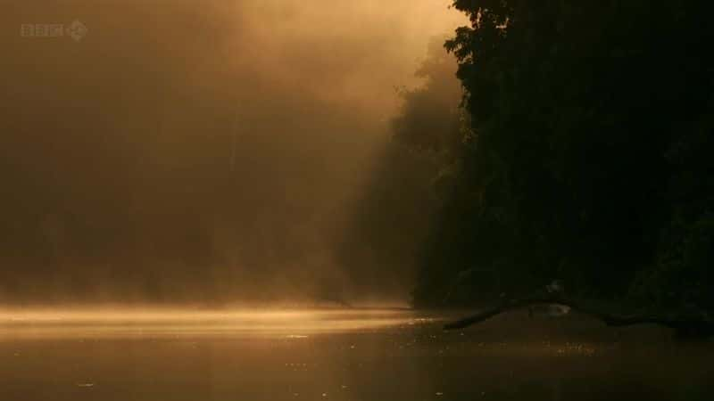 ¼Ƭѷˮ̡ Giant Otters of the Amazonȫ1-Ļ/Ļ