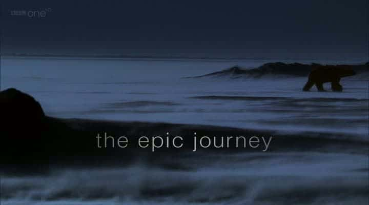 ¼Ƭʥؼʷʫ֮ Frozen Planet Christmas Special: The Epic JourneyĻ/Ļ