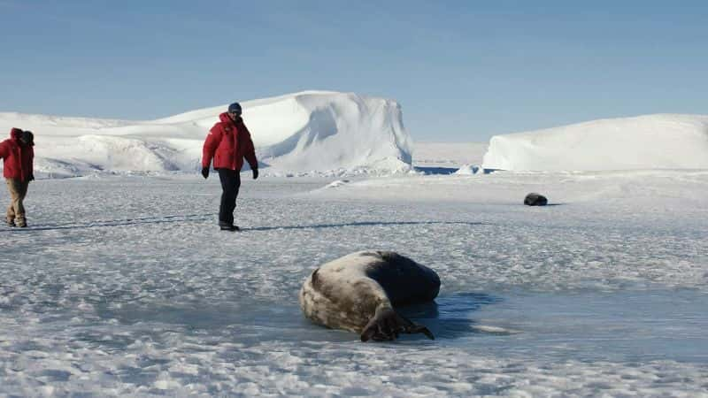 ¼Ƭϼ̽գϵ 1 Expedition Antarctica: Series 11080P-Ļ/Ļ