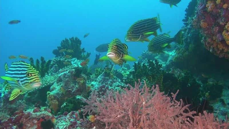 ¼Ƭɺصˮ Fascination Coral Reef: Mysterious Worlds Under WaterĻ/Ļ